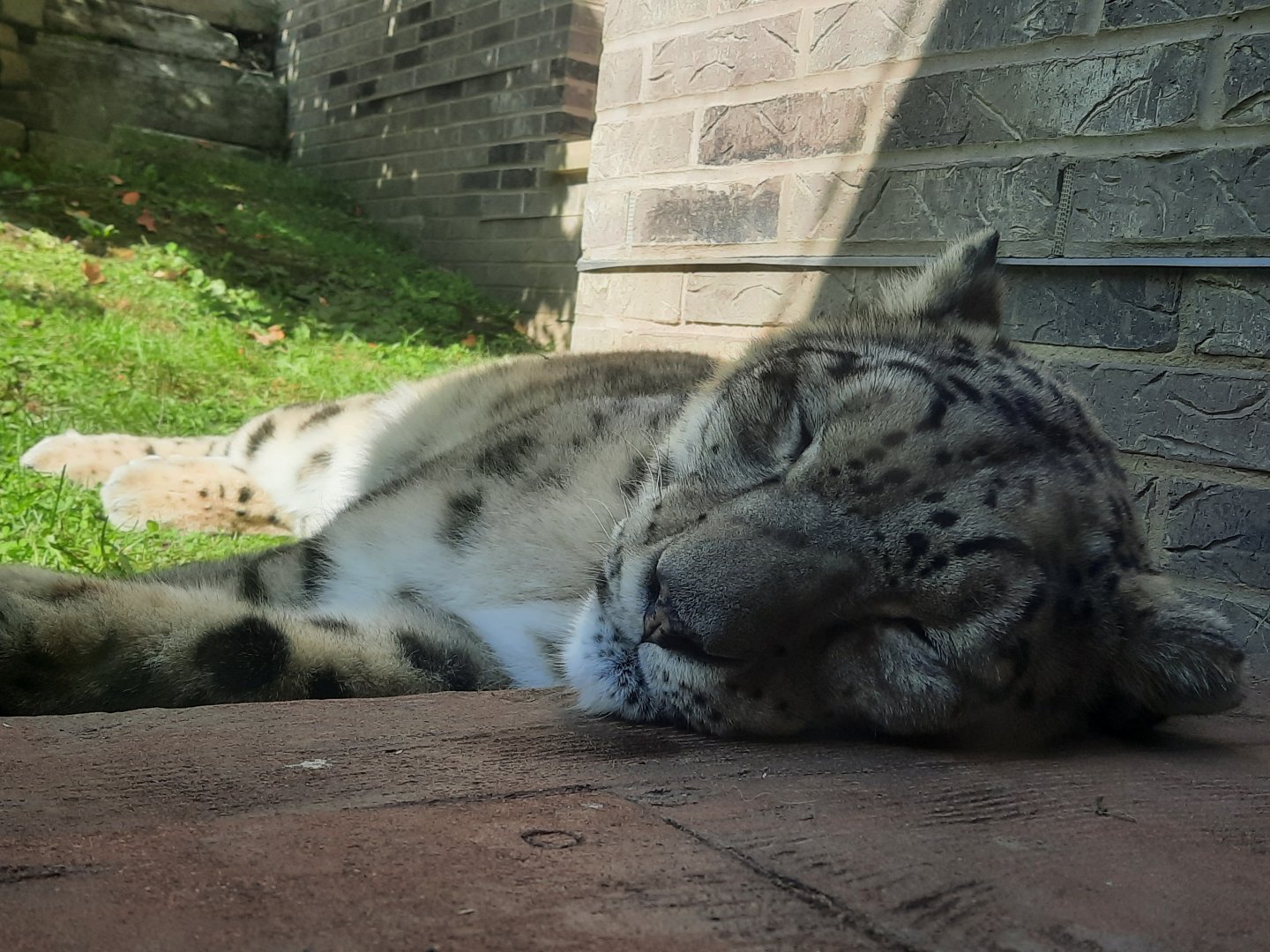 Snow Leopard Close Up