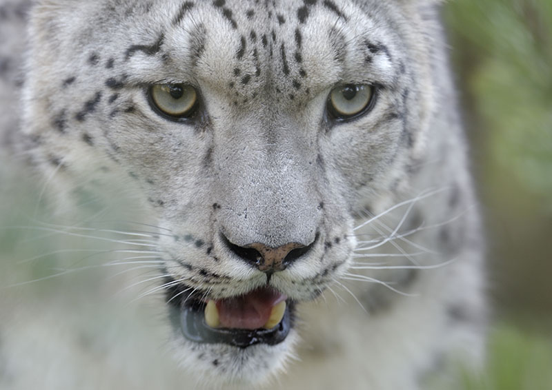Snow leopard closeup