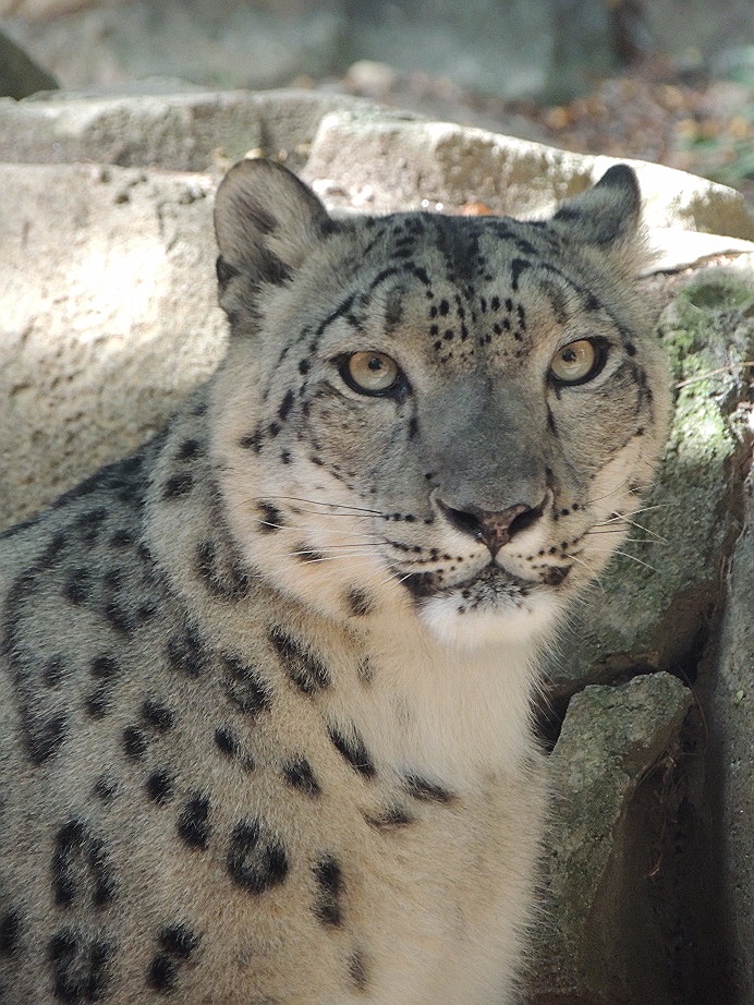 Snow Leopard CloseUp