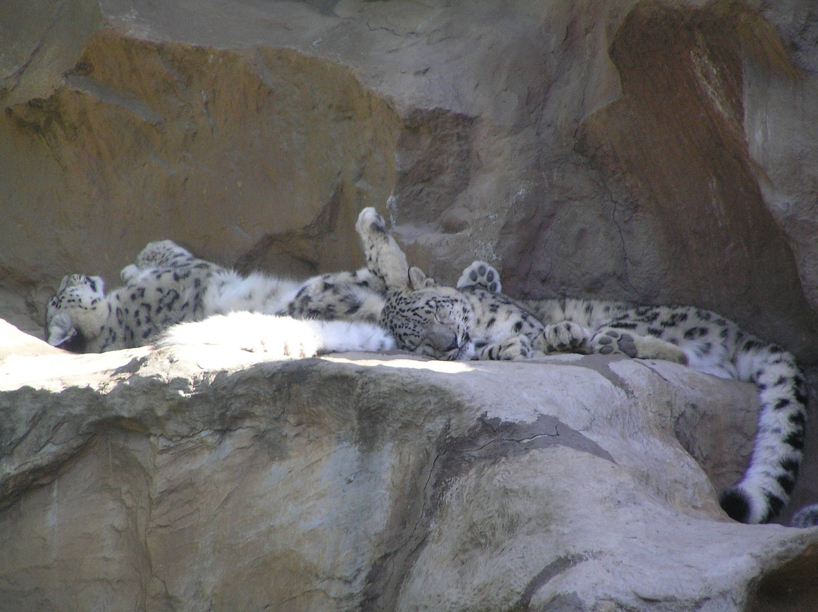 Snow leopard - Cologne zoo 06