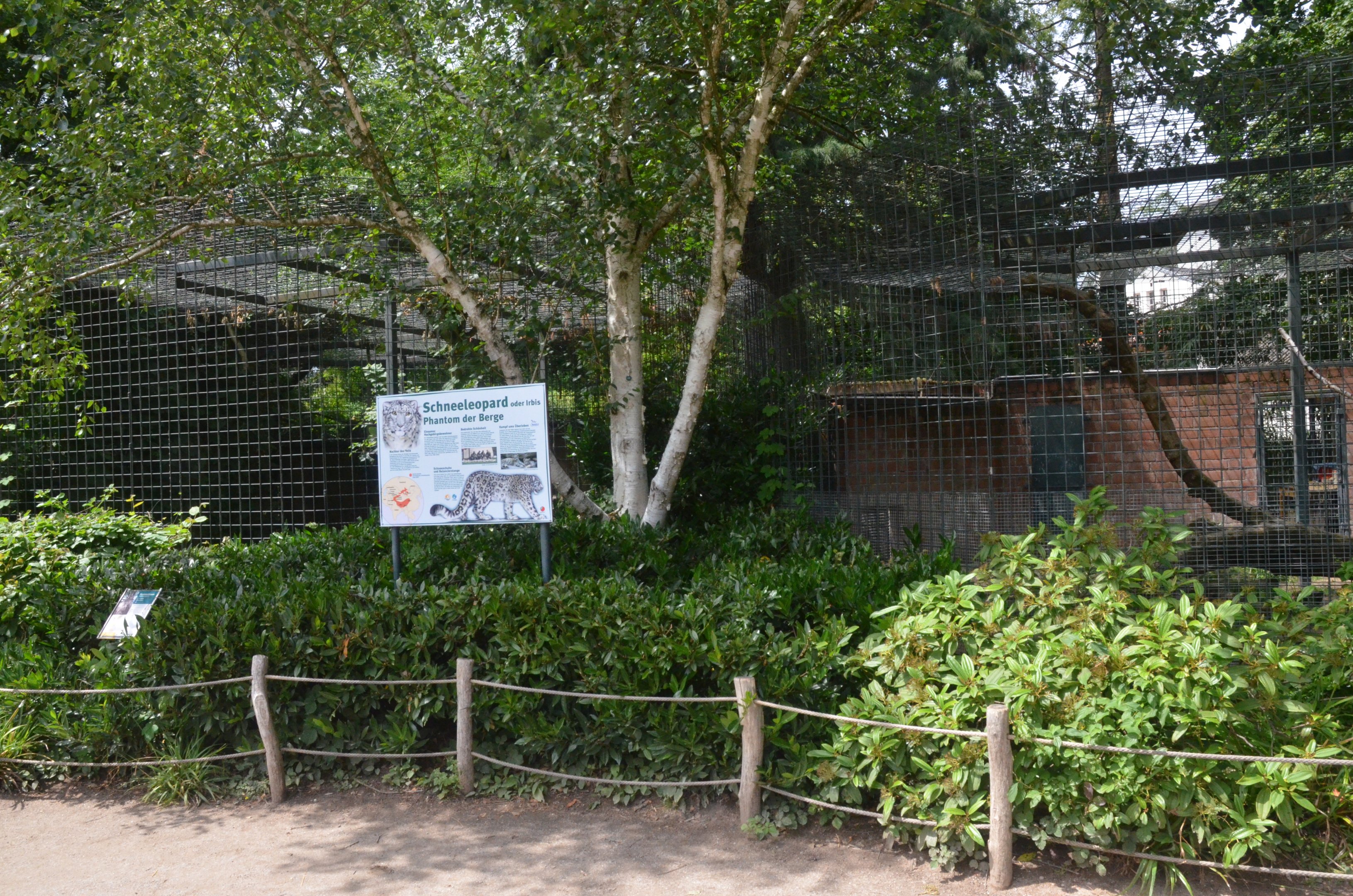 Snow Leopard Complex at Krefeld, 15/06/19