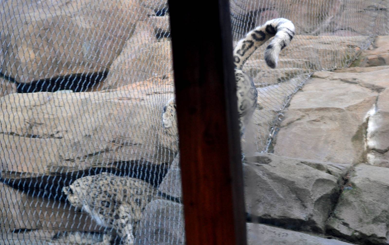 Snow Leopard Courtship (I was standing just in the wrong place)