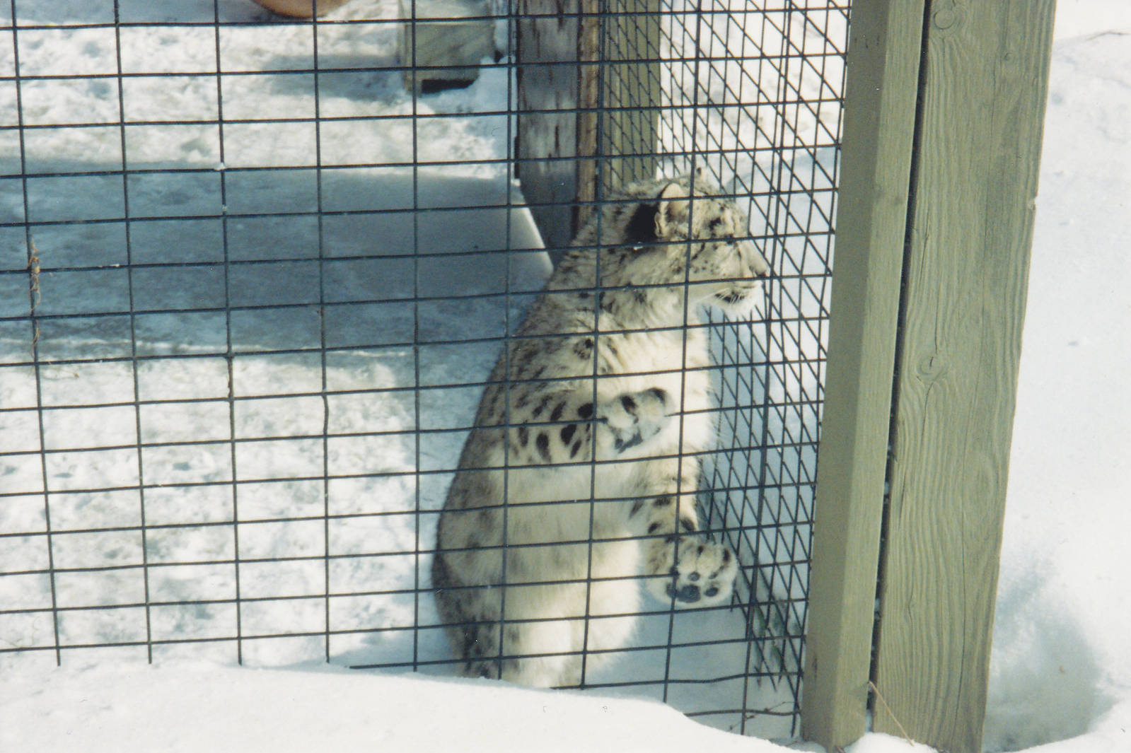 Snow Leopard Cub 1990's