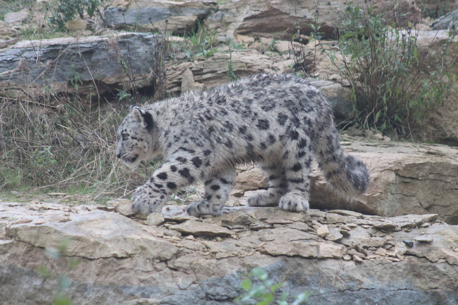 Snow Leopard Cub - 1st Nov 2013