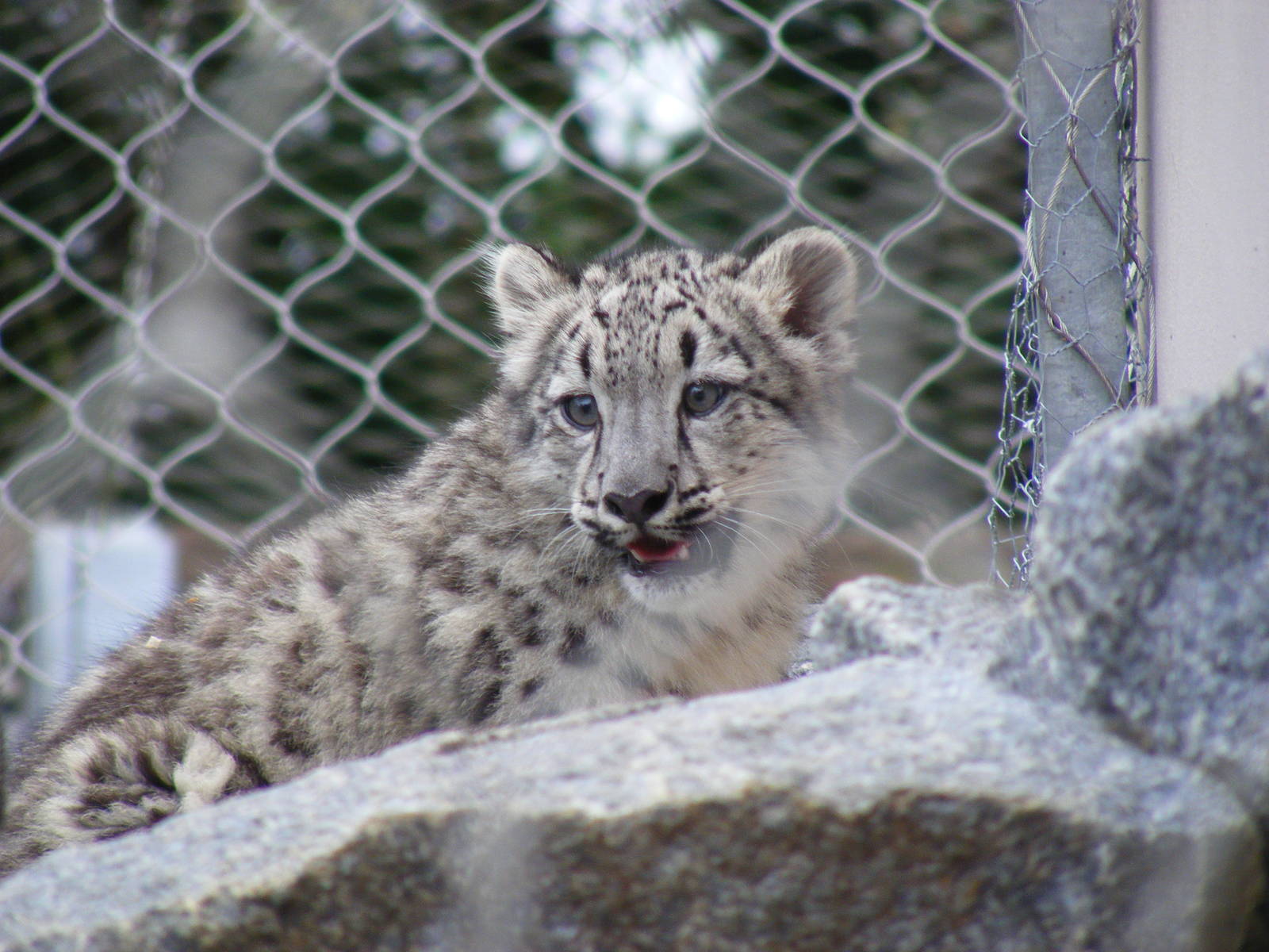 Snow leopard cub at Banham Zoo, 14 September 2010