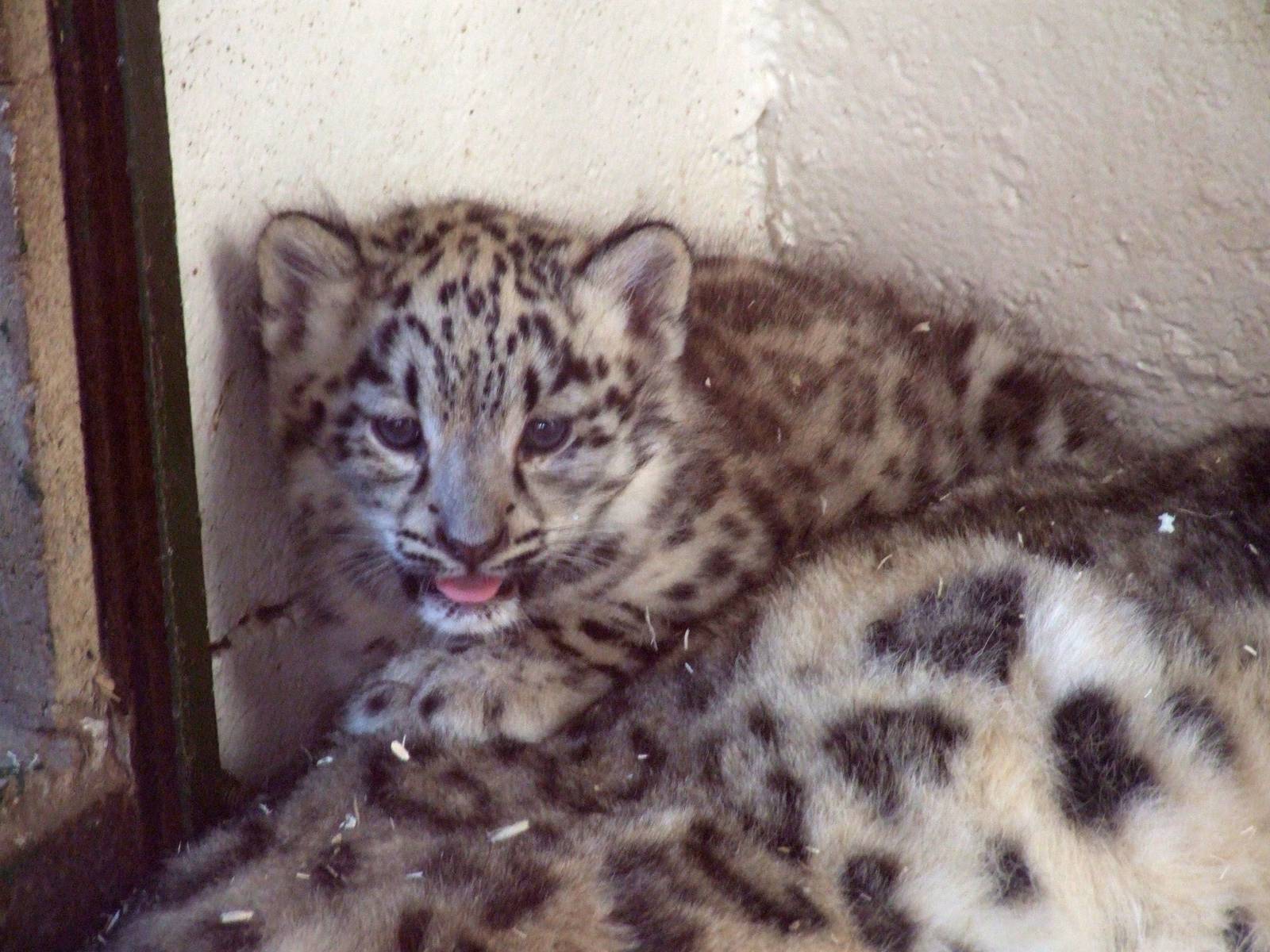 Snow Leopard Cub at Dudley, 14/07/13