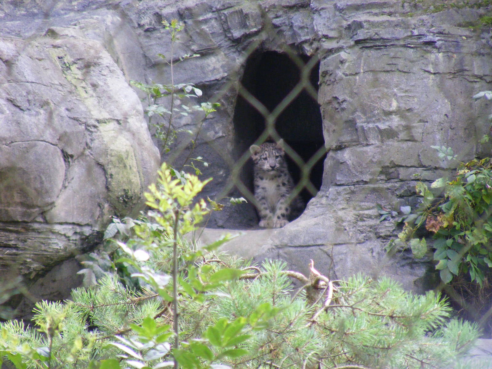 Snow leopard cub at Marwell Wildlife on 28 August 2011