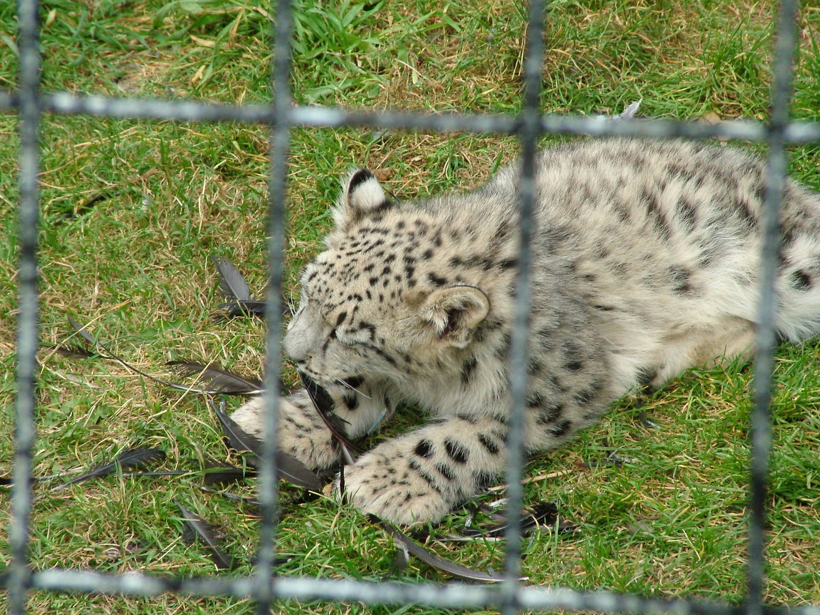 Snow Leopard cub at the Welsh Mountain Zoo 27/09/09
