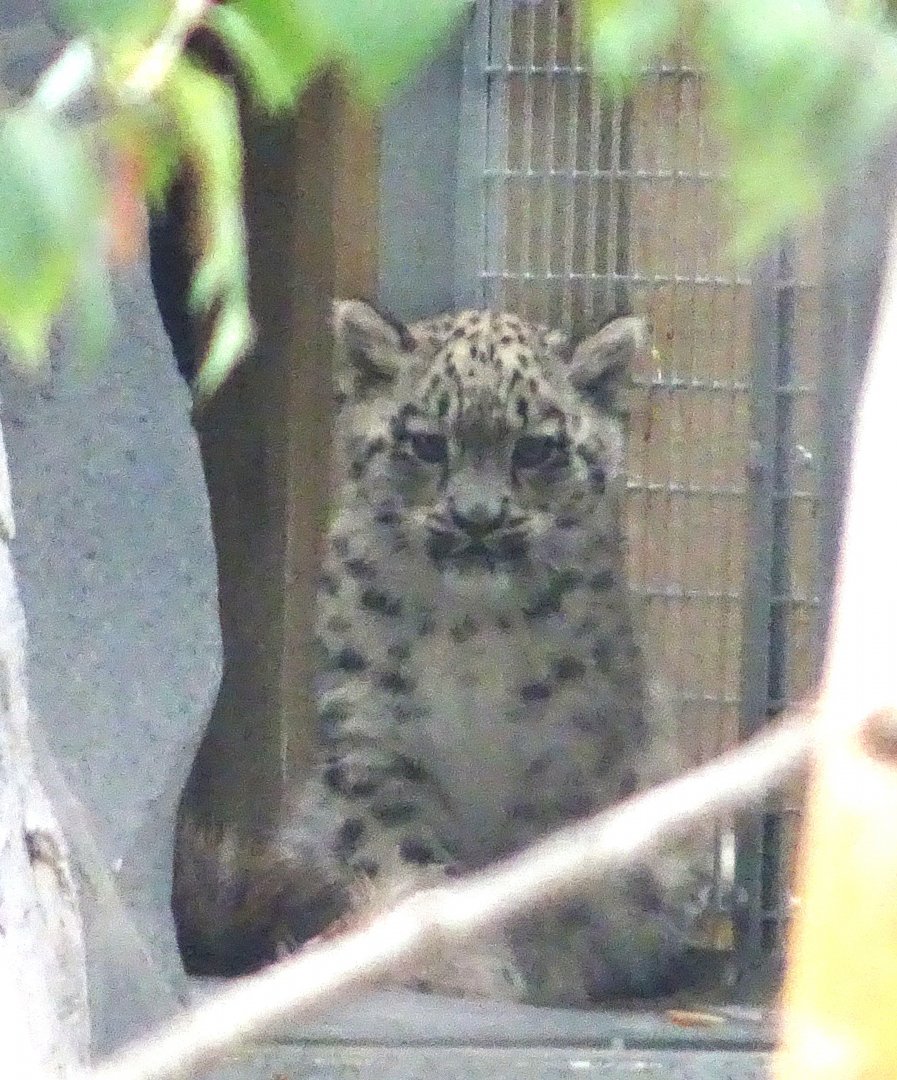 Snow Leopard cub Bheri 24 August 2025