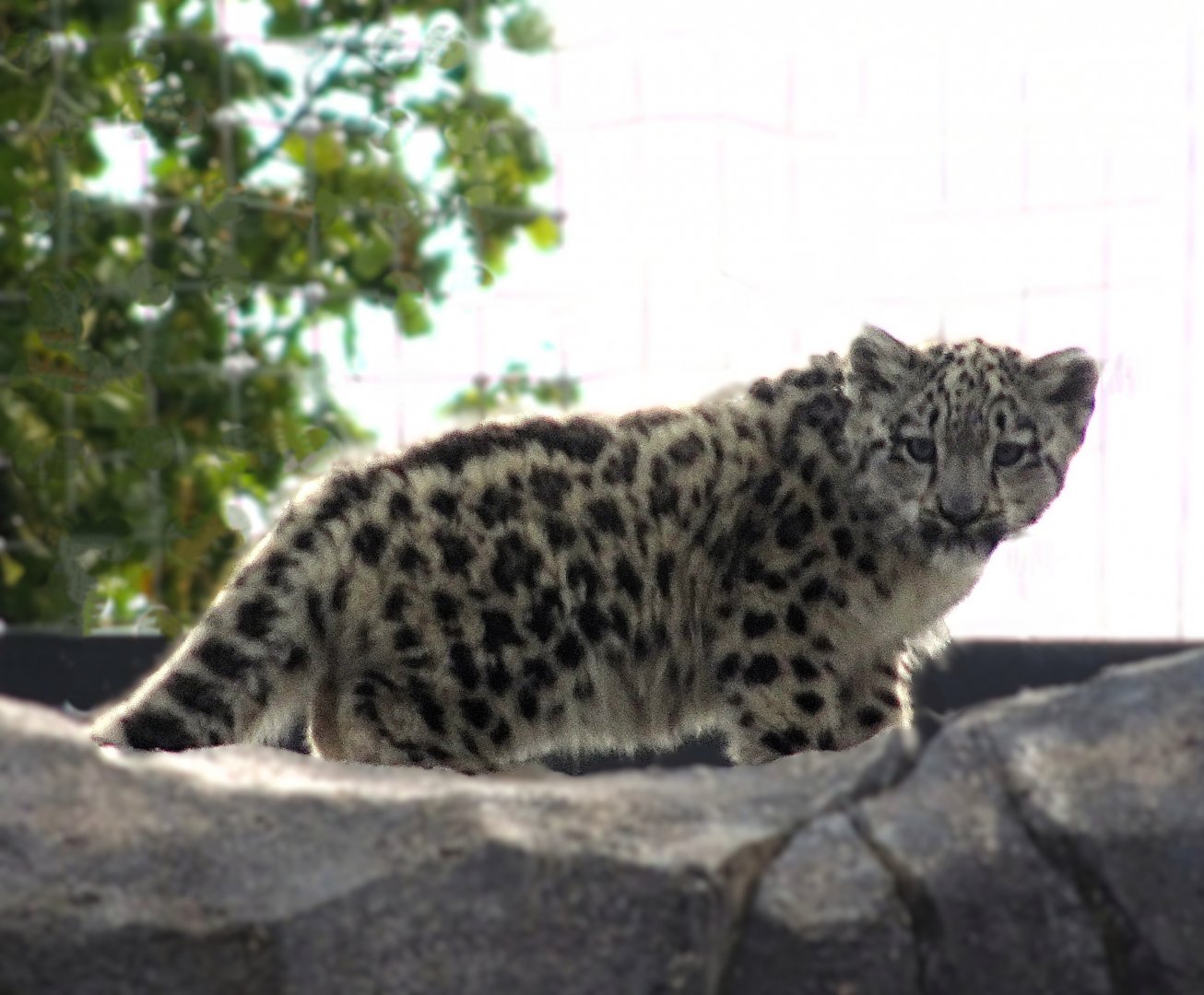 Snow Leopard Cub Bheri