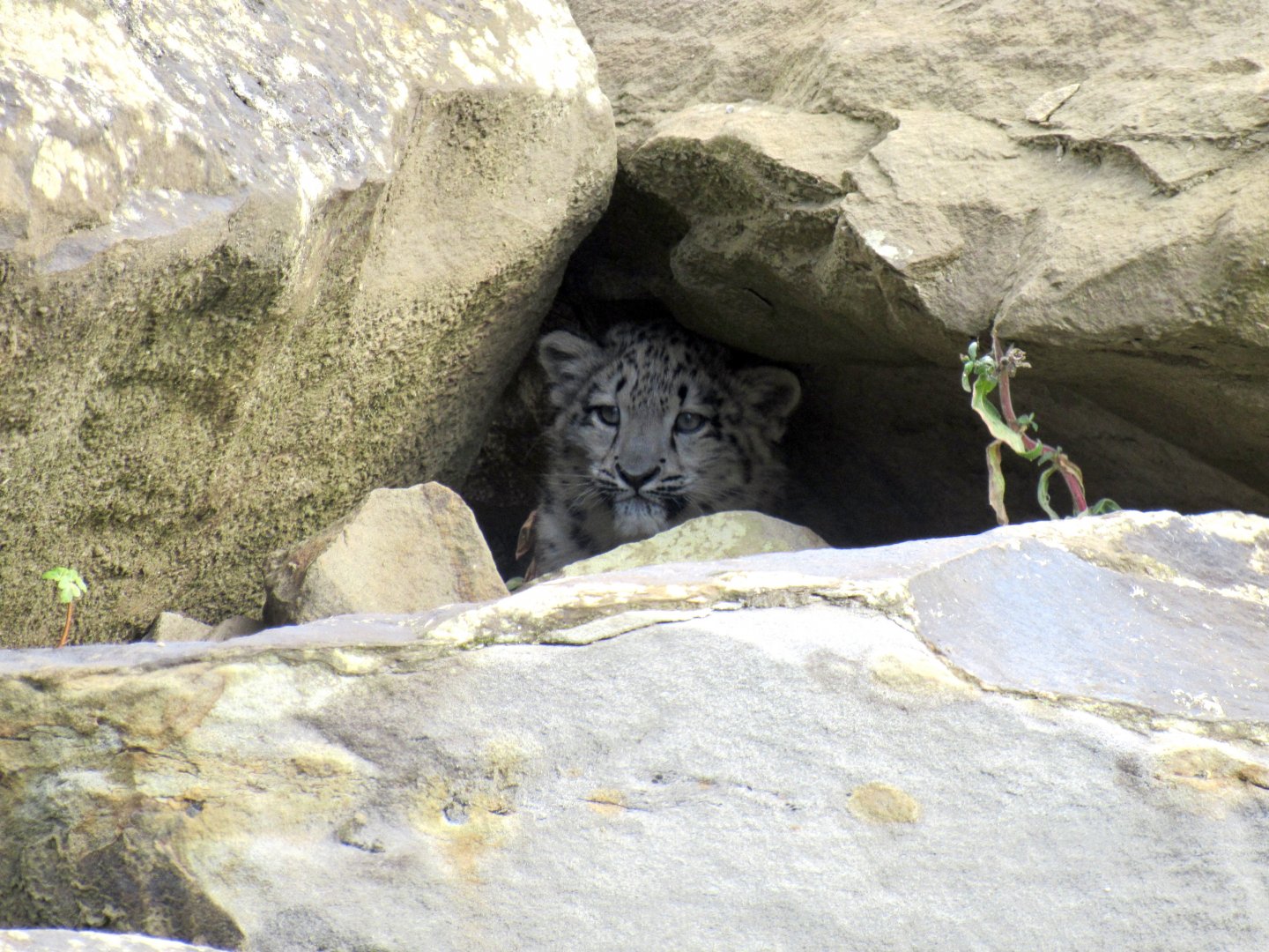 Snow leopard cub - Bheri