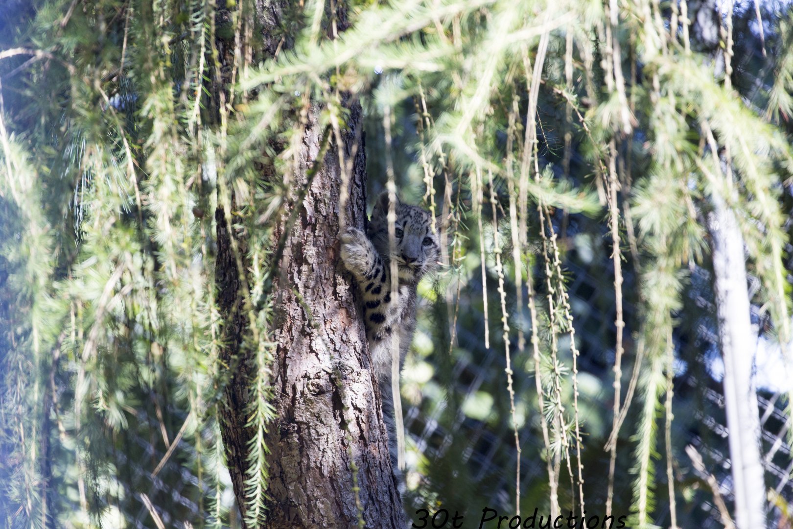 Snow Leopard cub climbs a tree