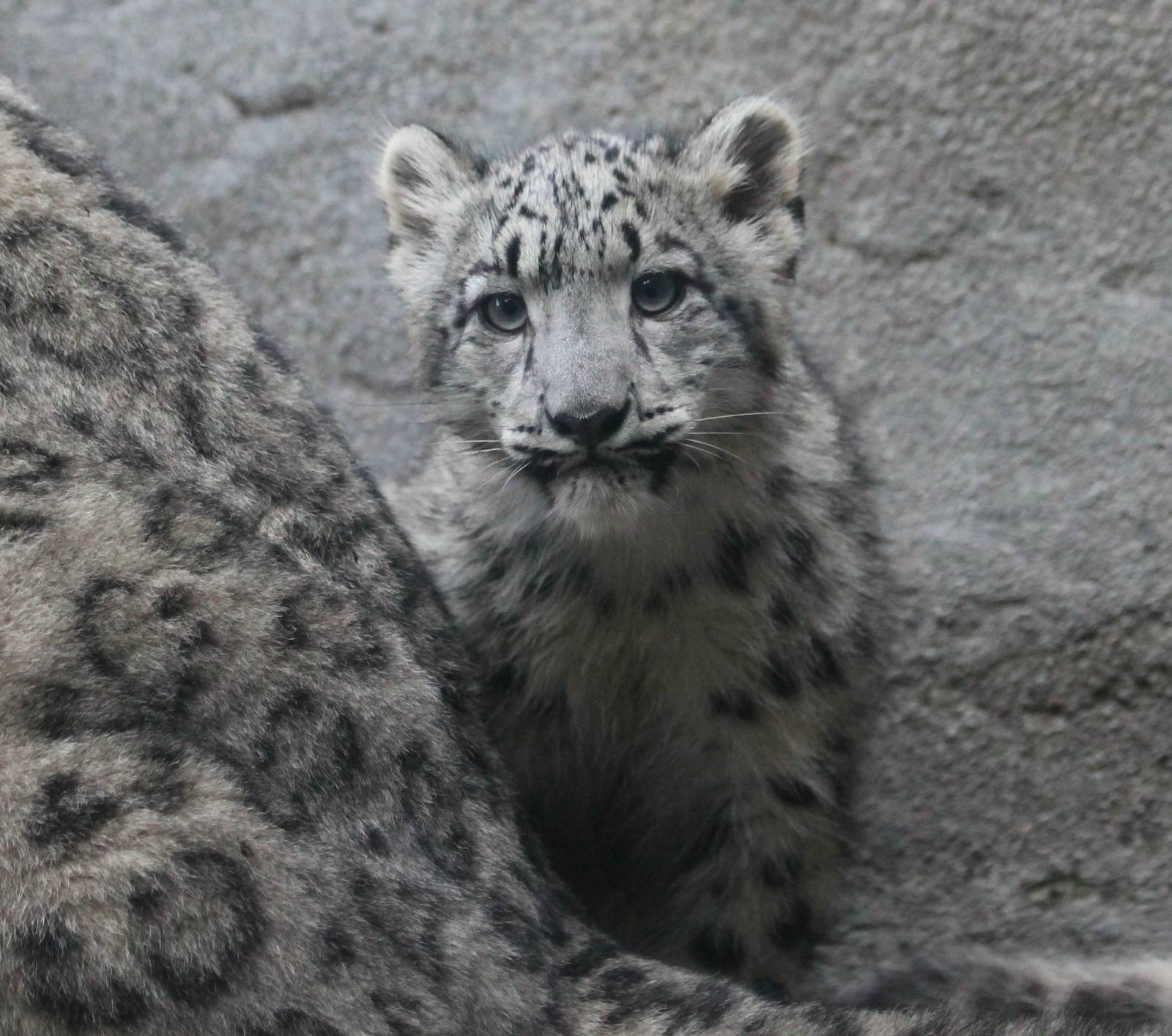 Snow Leopard Cub - Daania