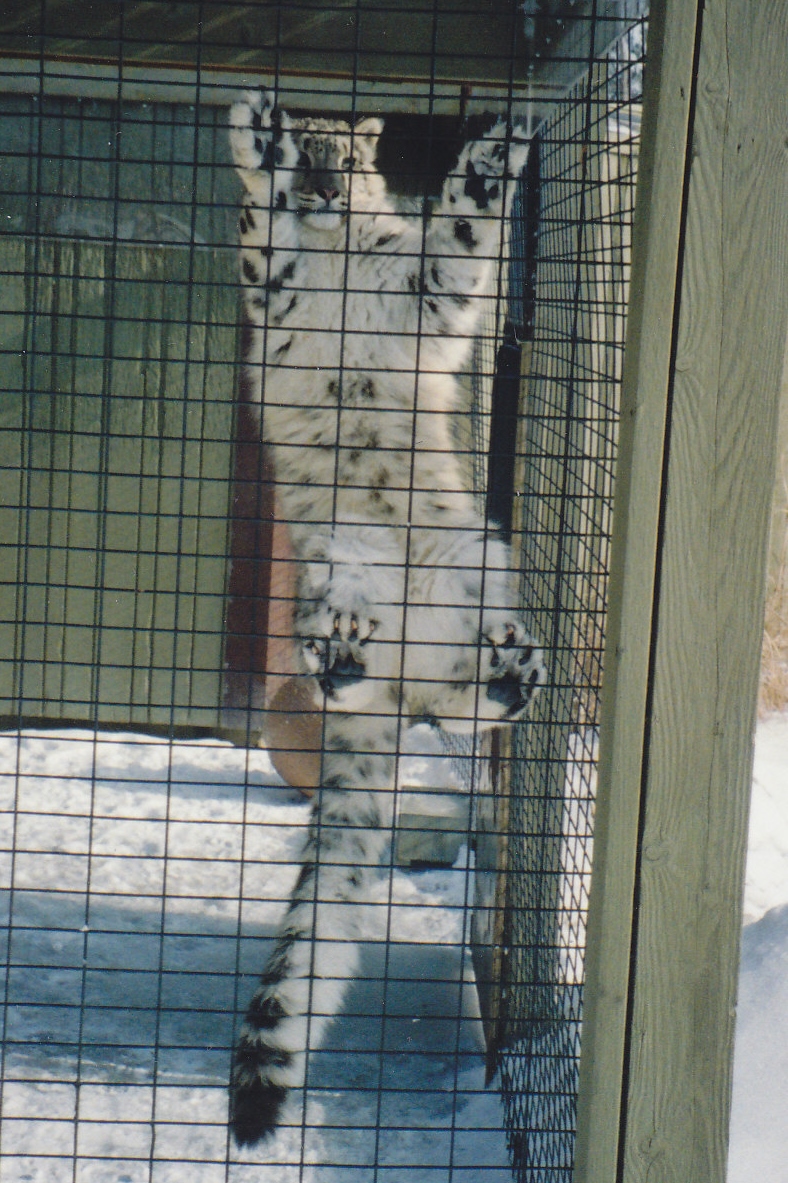 Snow Leopard Cub Hanging Around 1990's