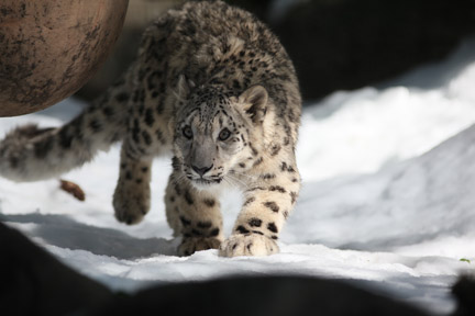 snow leopard cub in snow