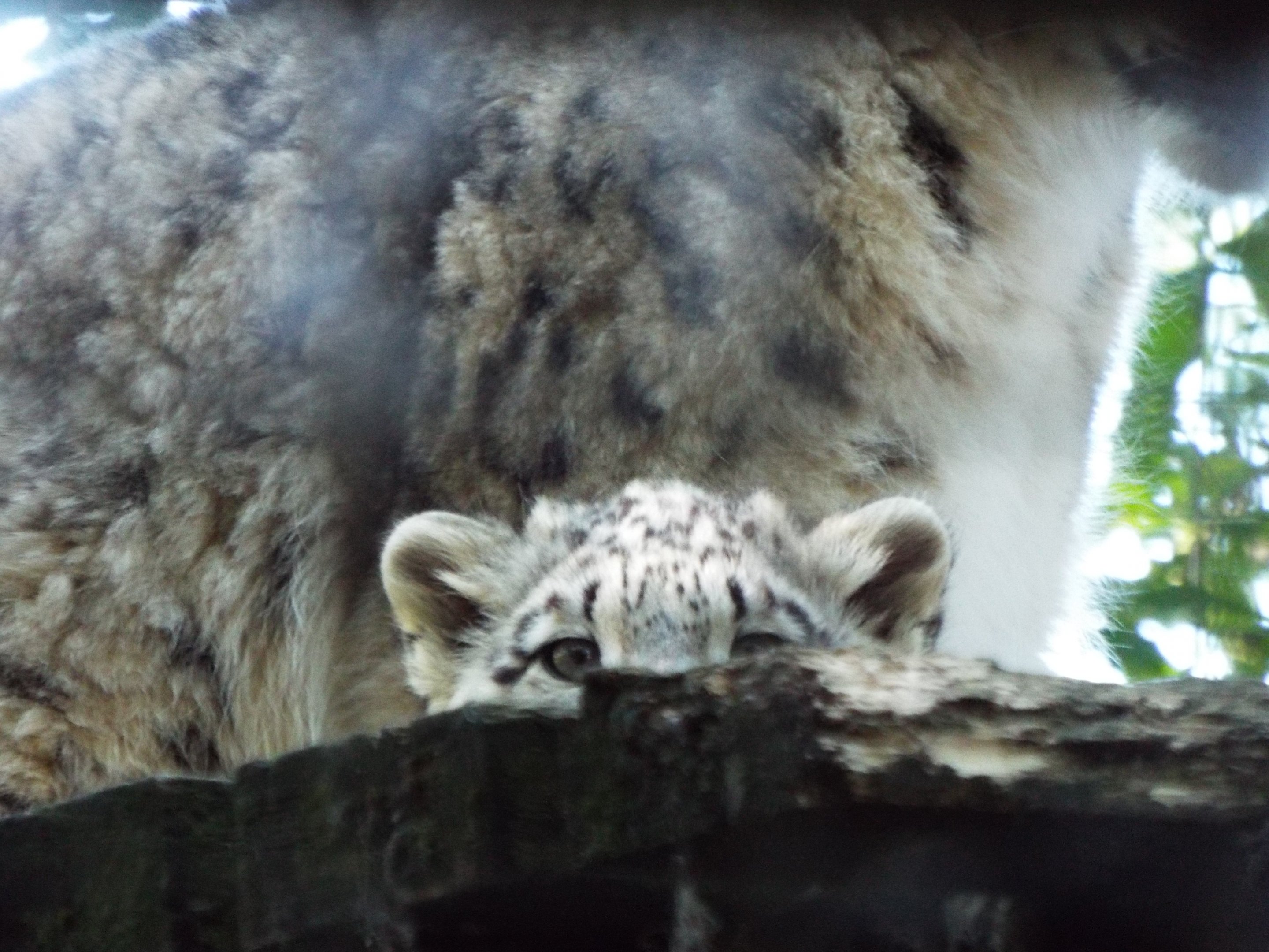 Snow Leopard Cub - Lakeland Wildlife Oasis