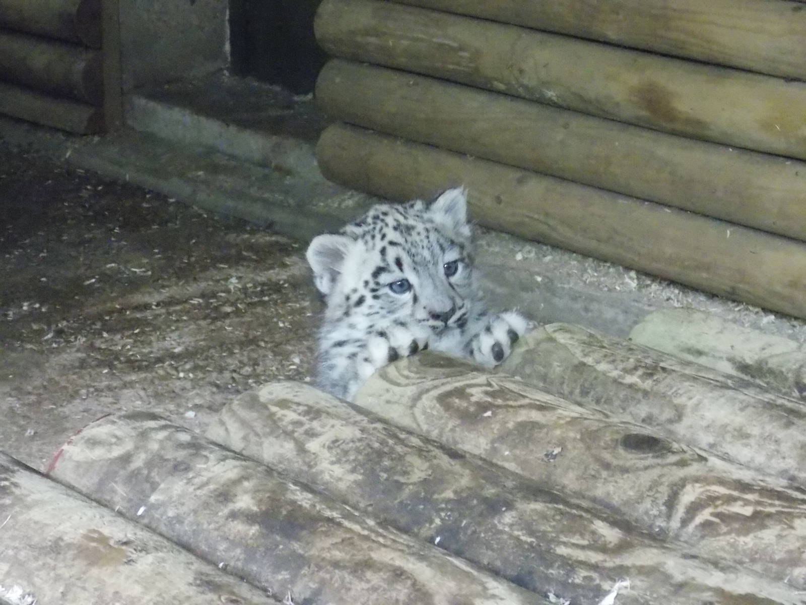 snow leopard cub, Makalu
