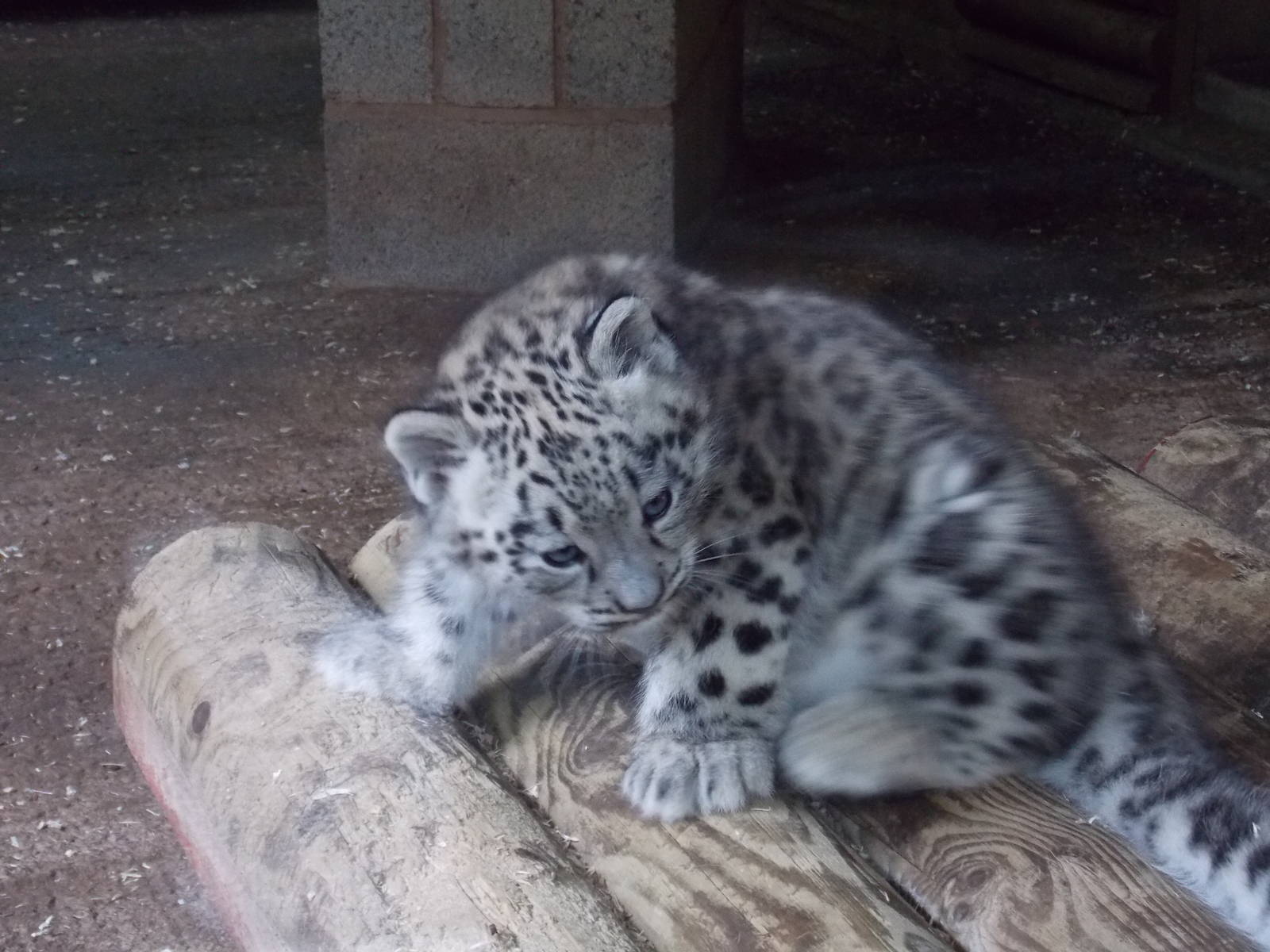 snow leopard cub, Makalu