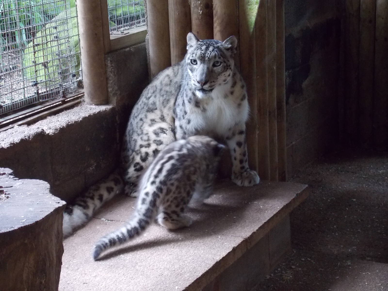 snow leopard cub, Makalu