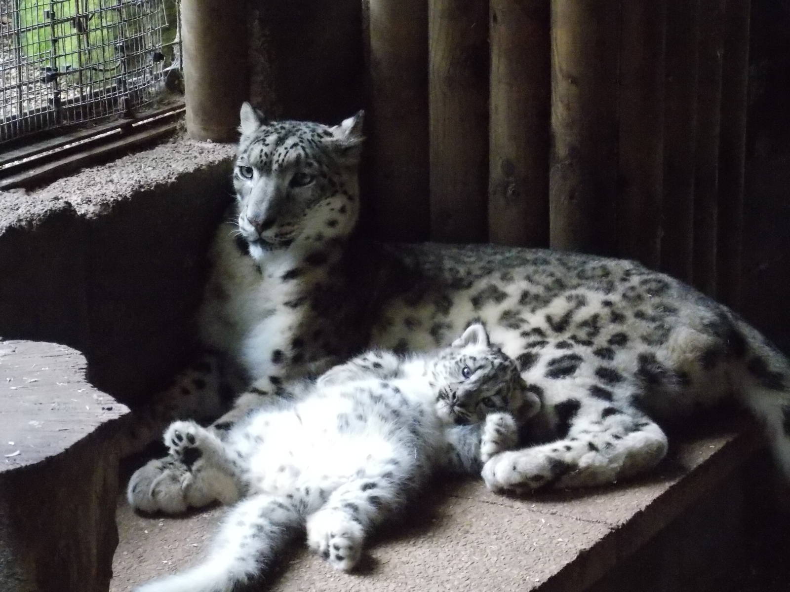 snow leopard cub, Makalu