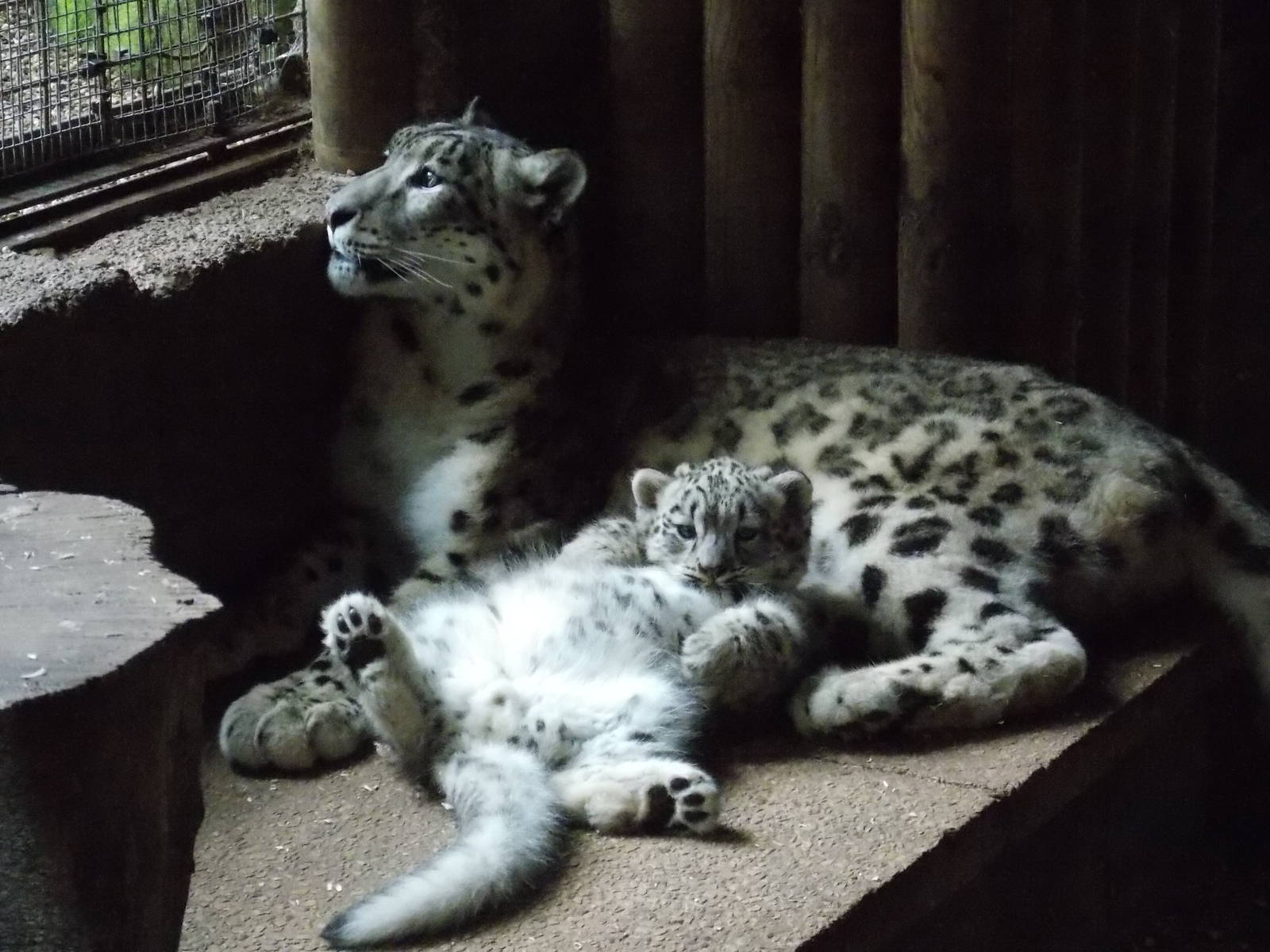 snow leopard cub, Makalu
