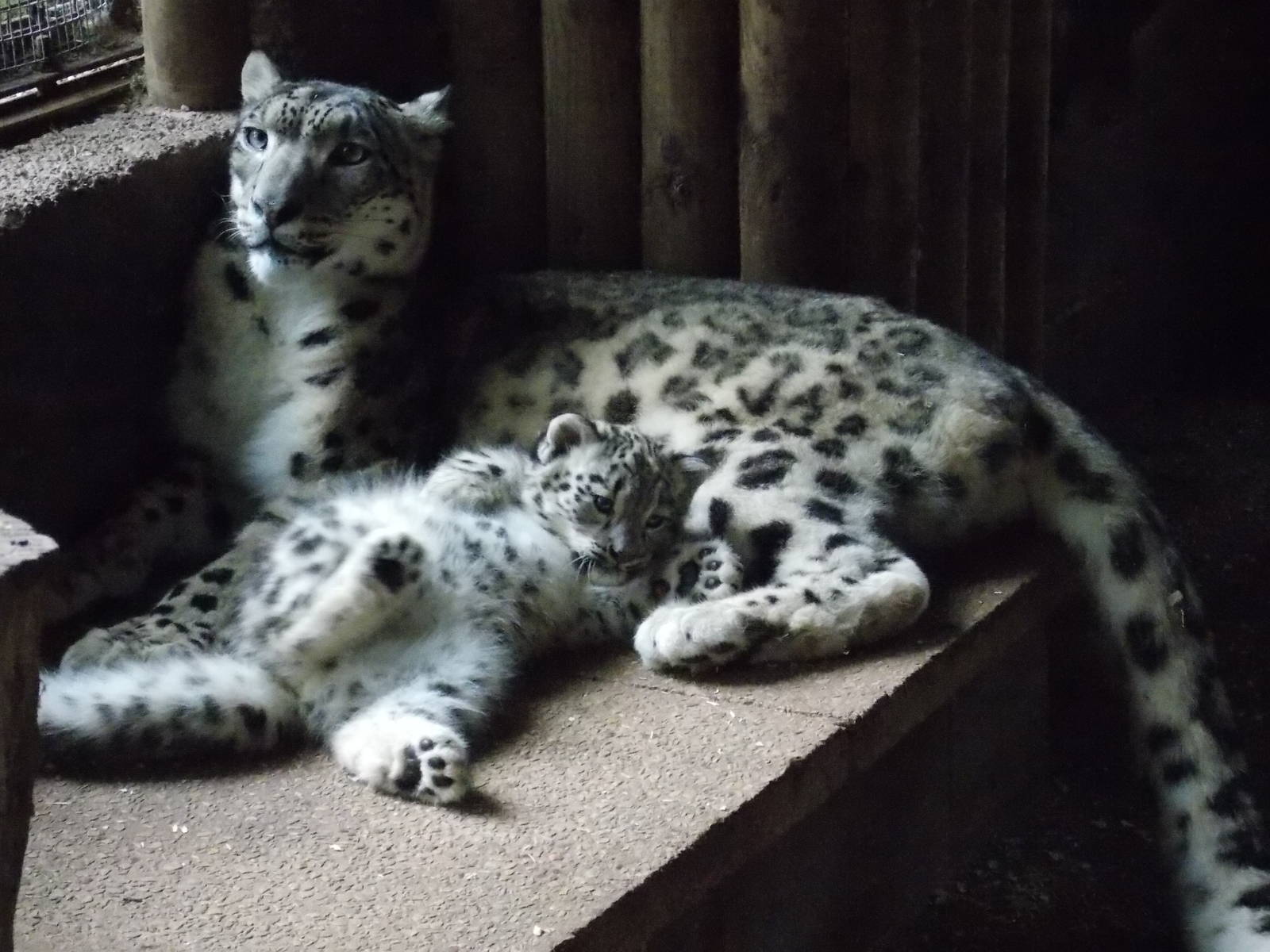snow leopard cub, Makalu