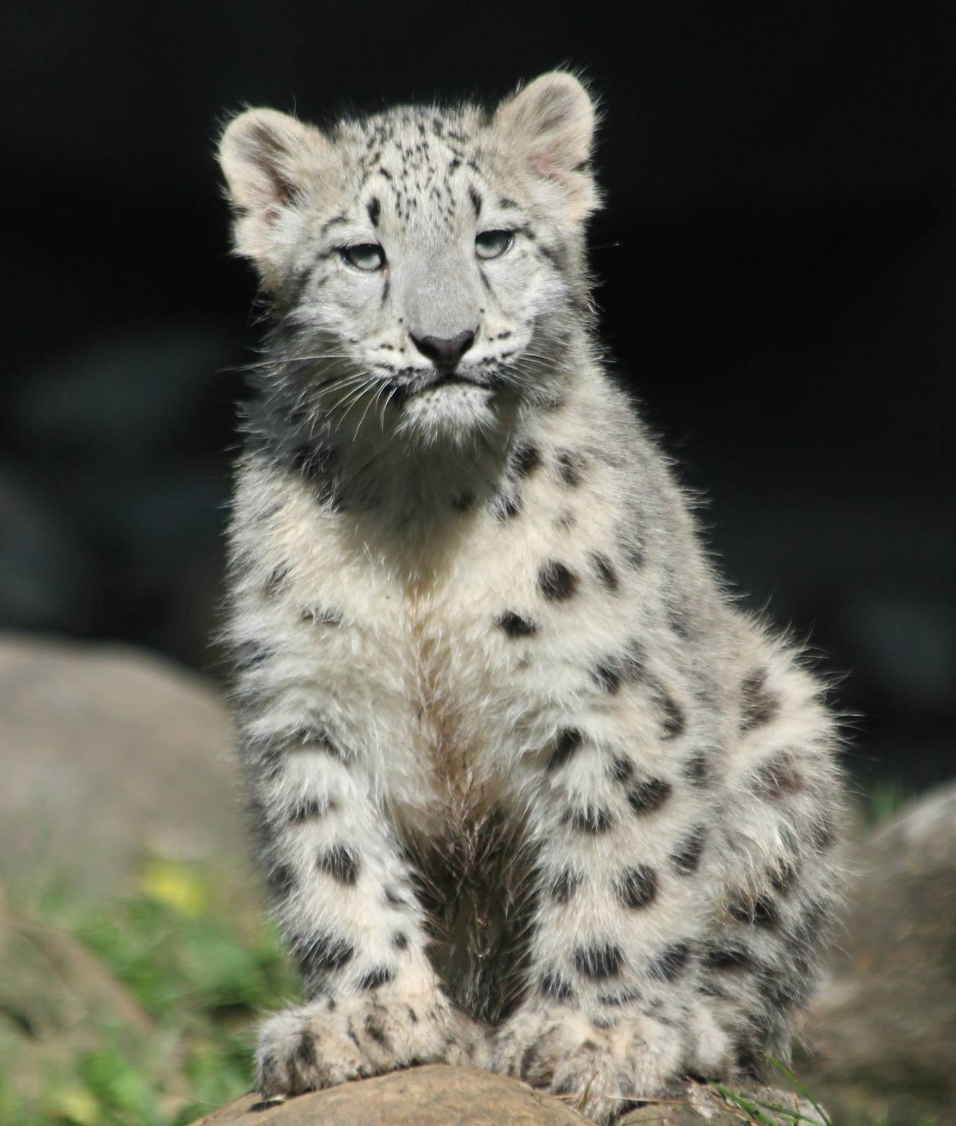 Snow Leopard Cub - Malaya