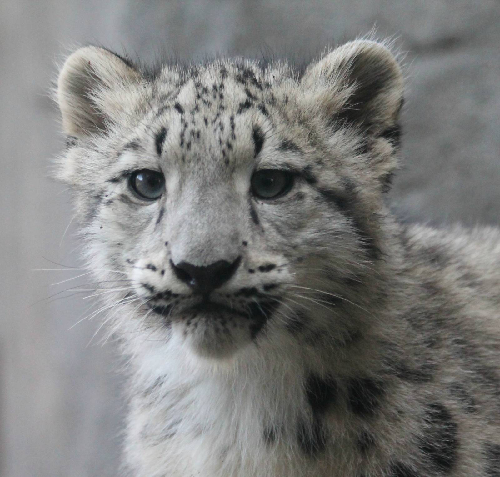 Snow Leopard Cub - Malaya