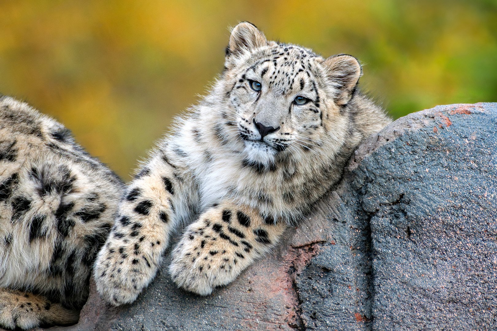 Snow leopard cub (Panthera uncia)