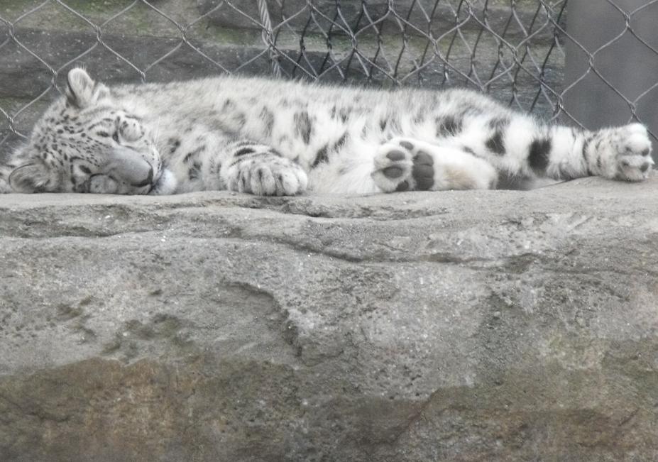 snow leopard cub sleeping