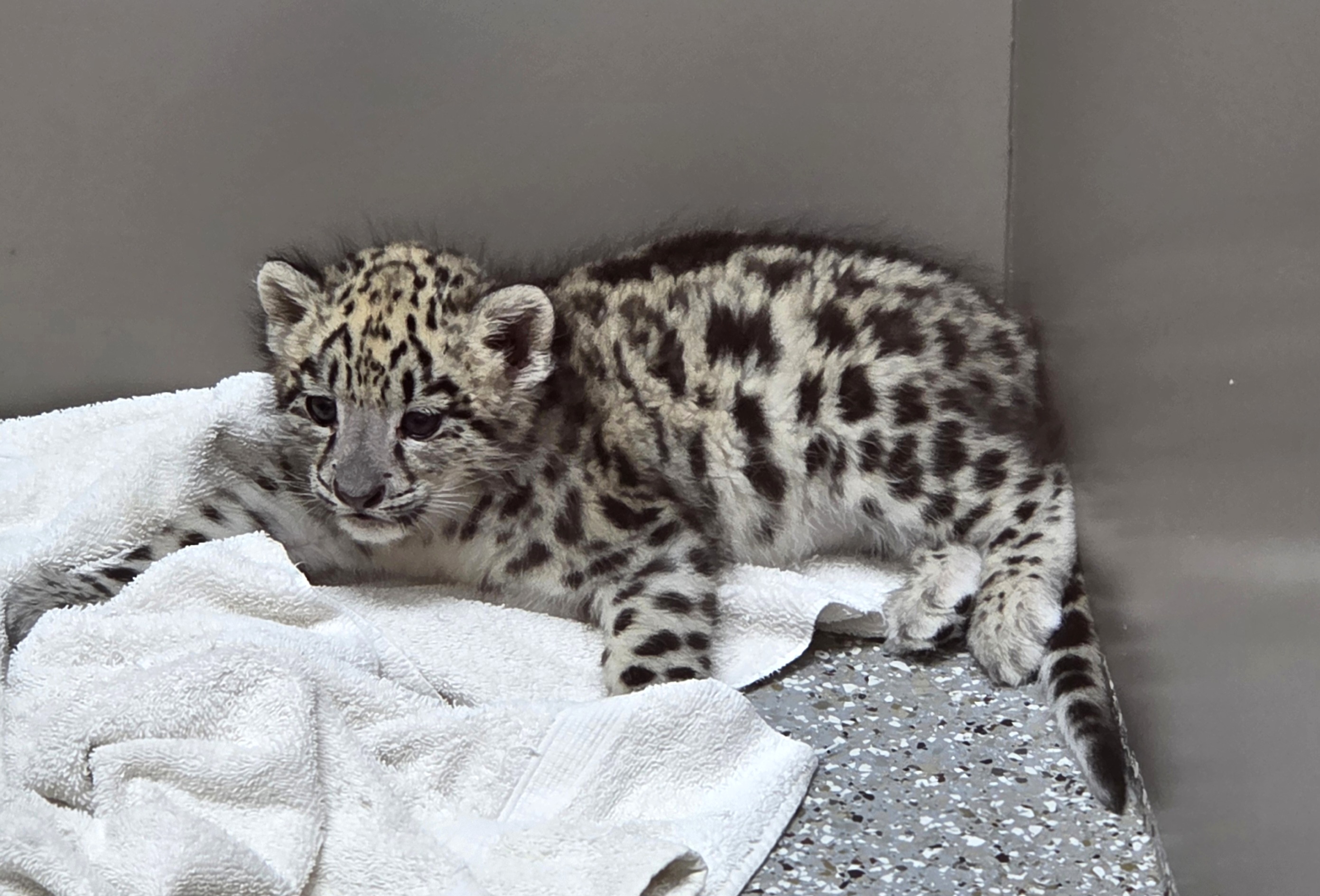 Snow Leopard Cub - Tanganyika Wildlife Park