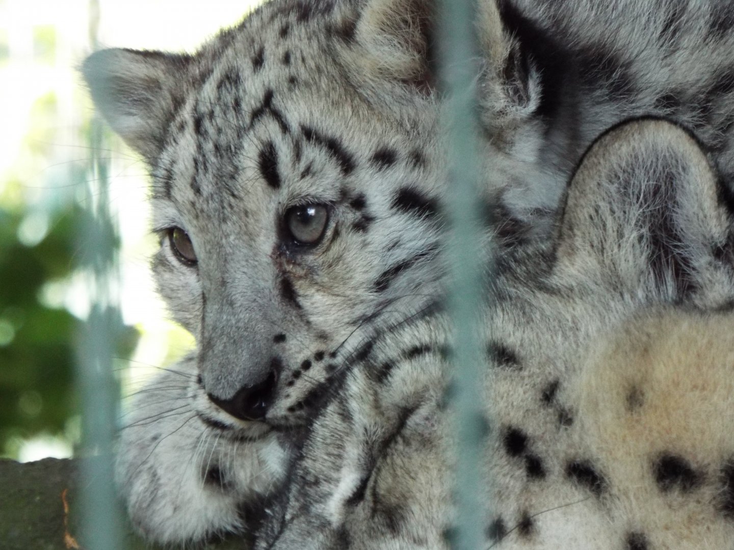 Snow Leopard Cub, Thrigby Hall