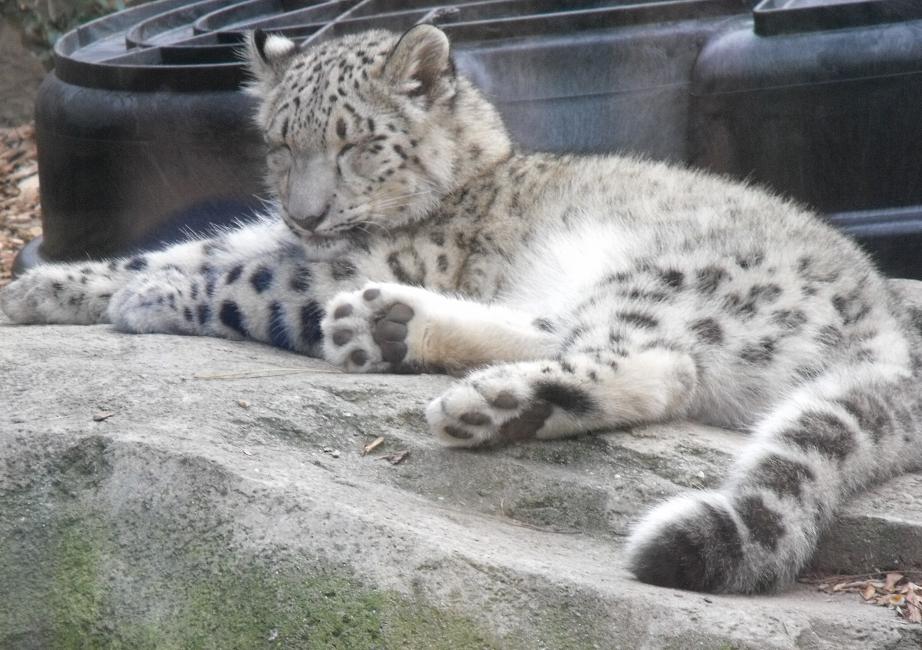 snow leopard cub tired