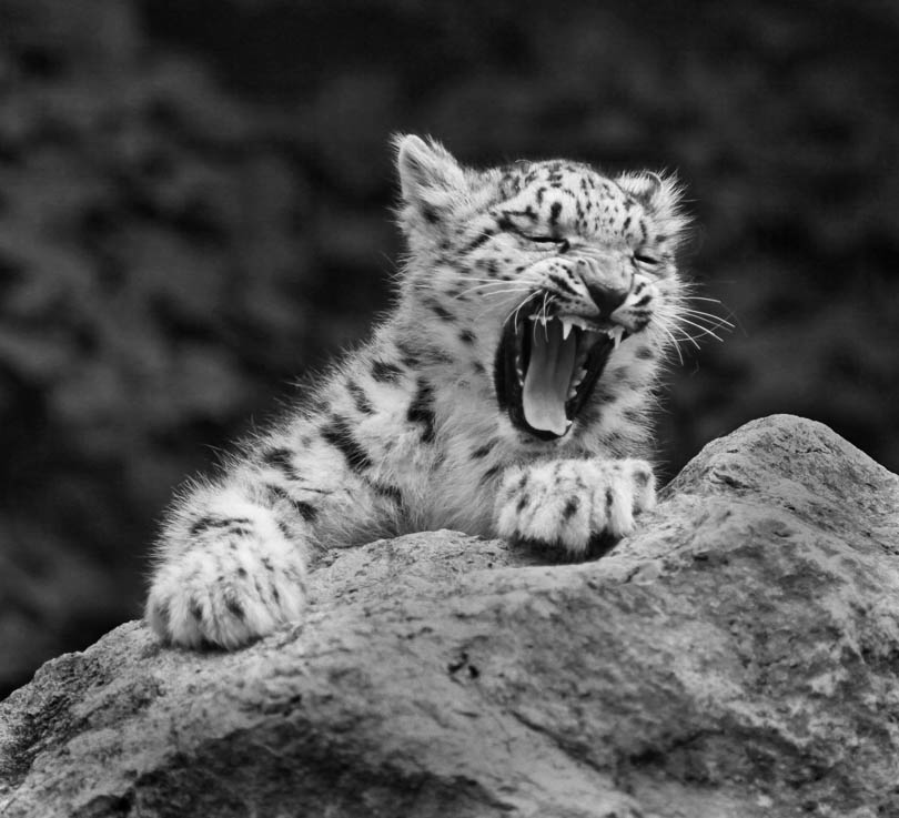 snow leopard cub