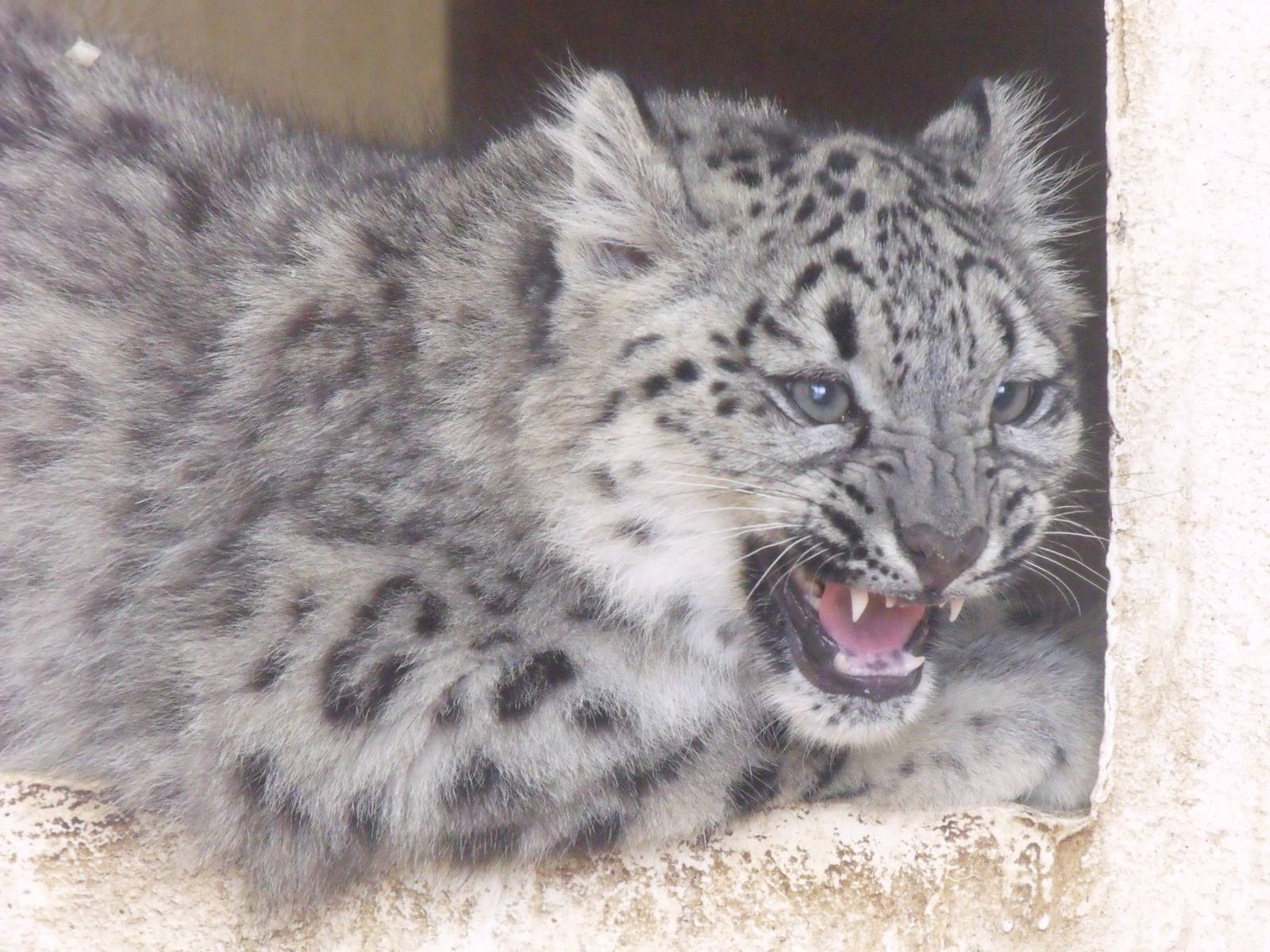 Snow Leopard Cub
