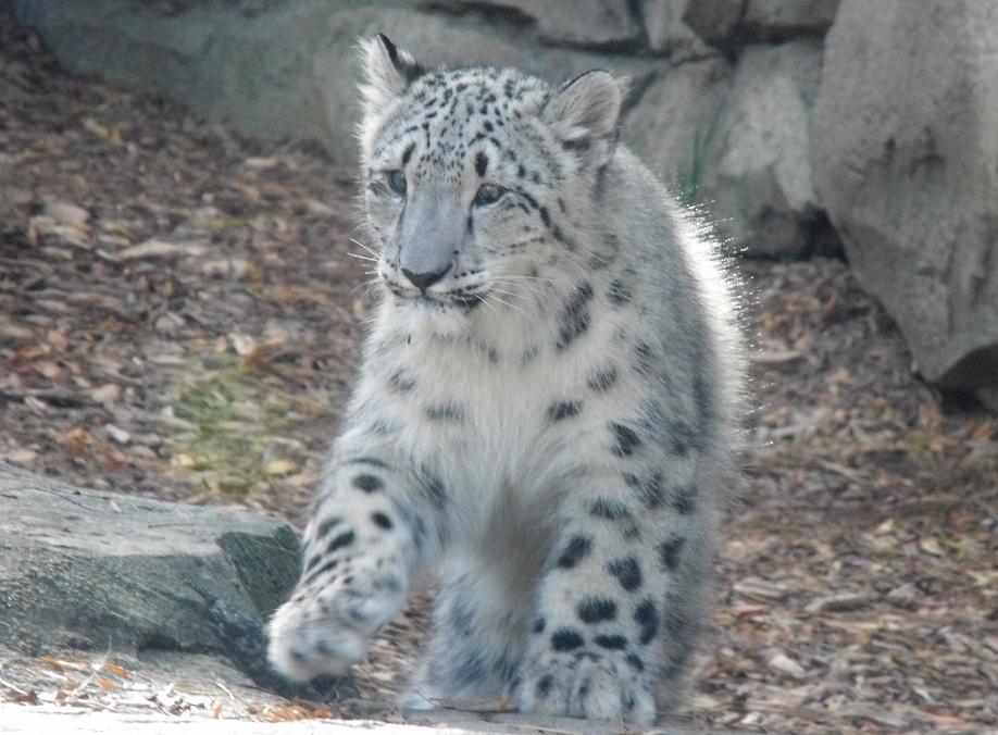 snow leopard cub