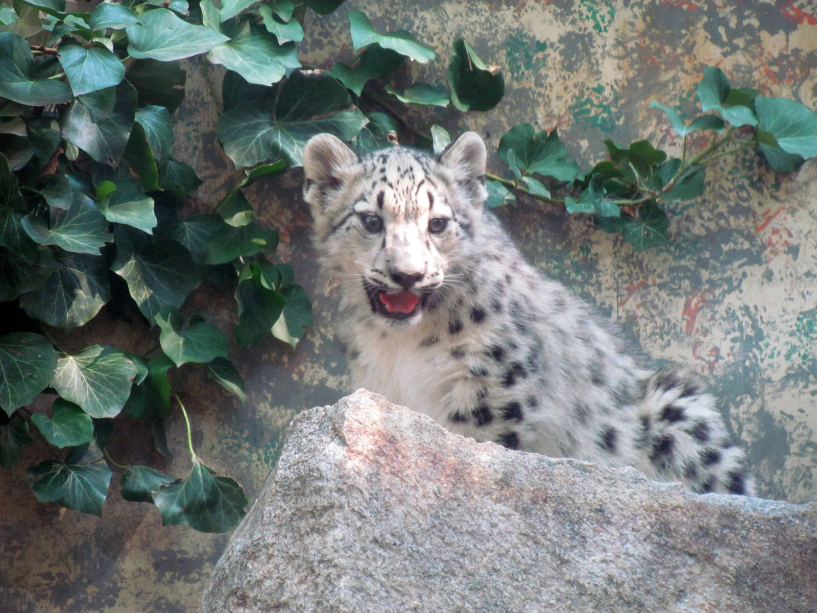 Snow Leopard Cub