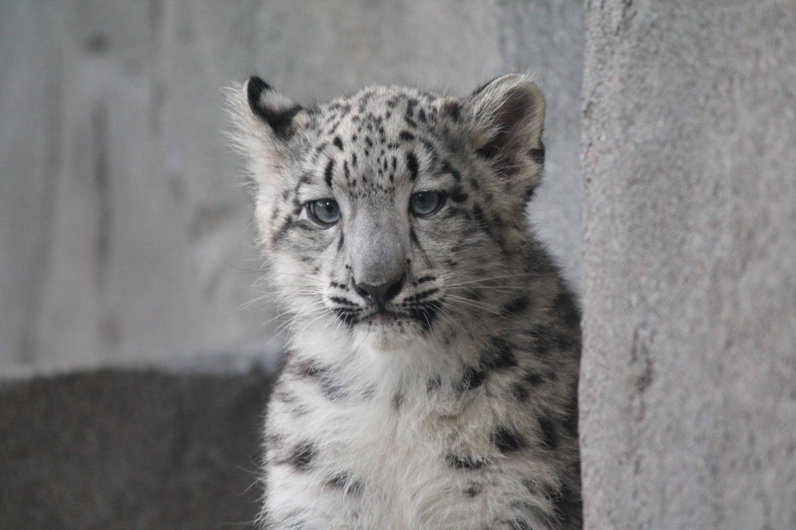 Snow Leopard Cub