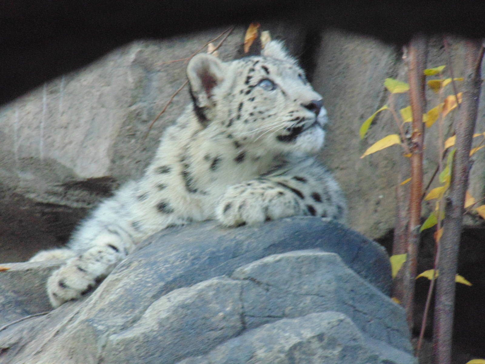 Snow Leopard Cub
