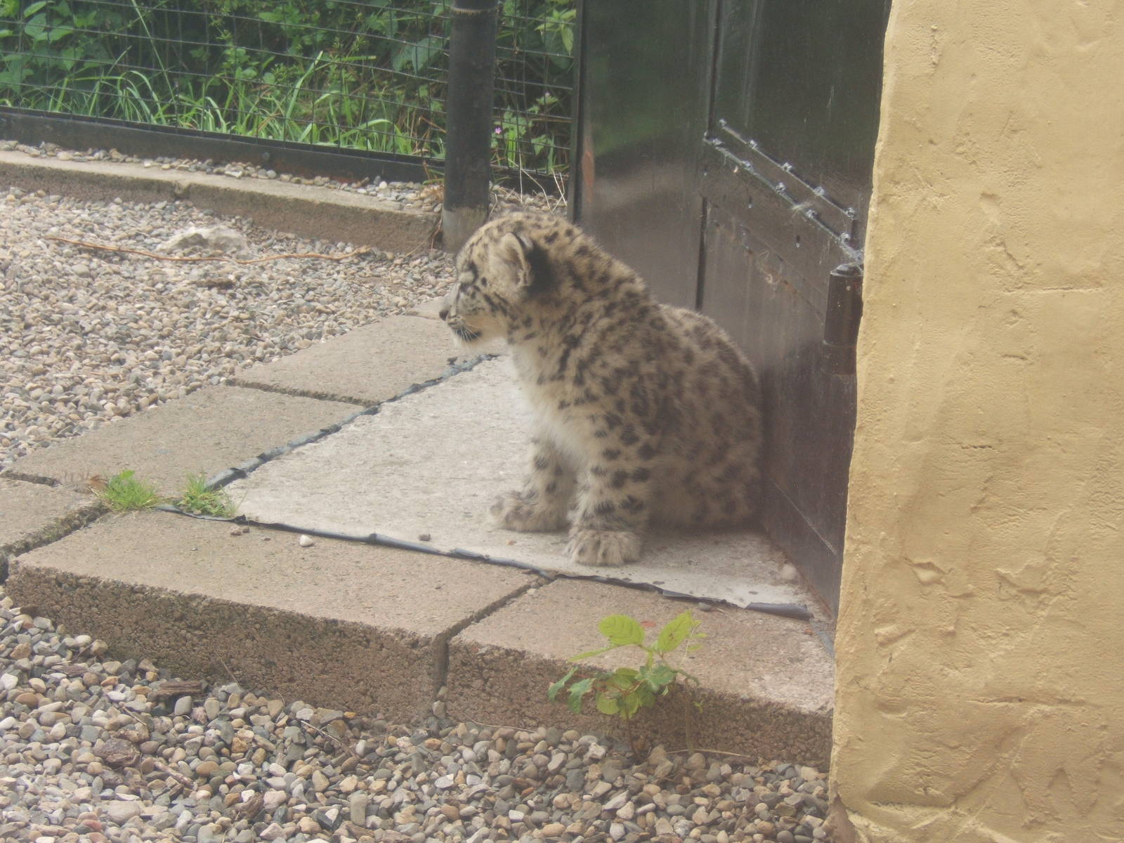 Snow Leopard Cub