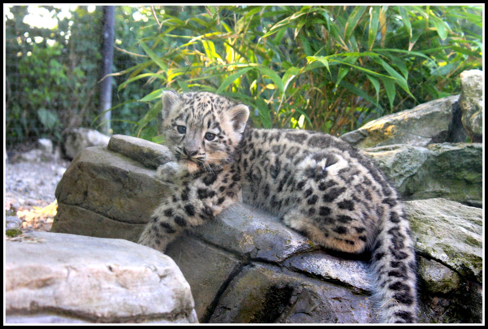 Snow Leopard Cub