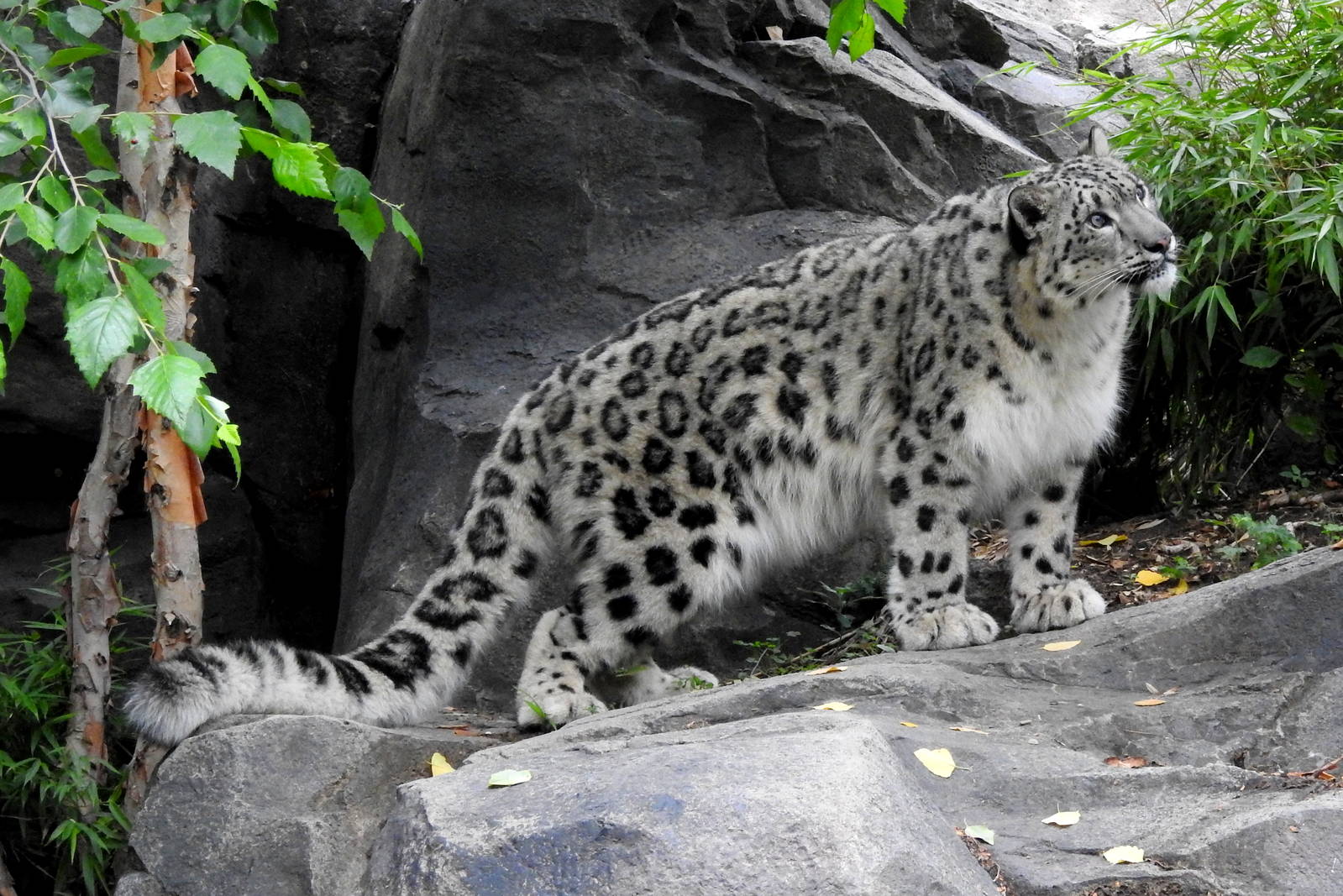 Snow Leopard Cub