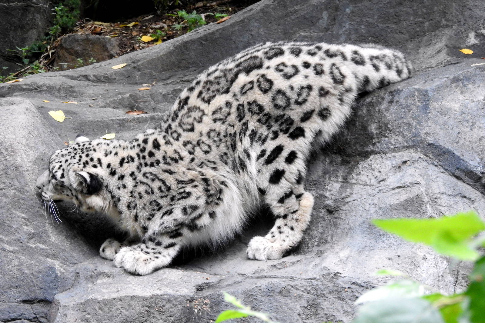 Snow Leopard "Cub"