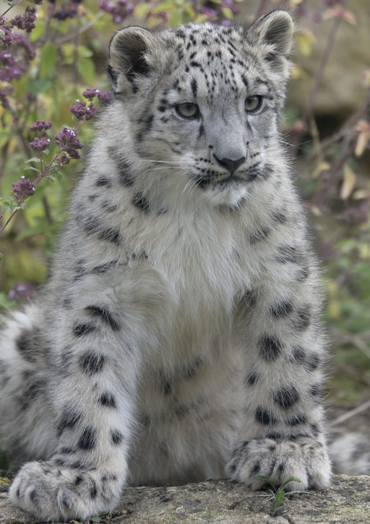 Snow leopard cub