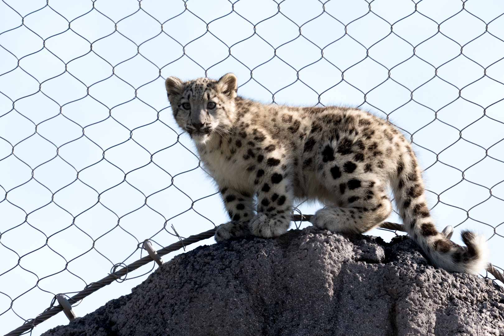 Snow Leopard Cub