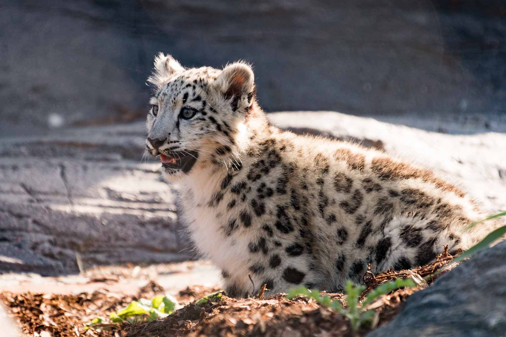 Snow Leopard Cub
