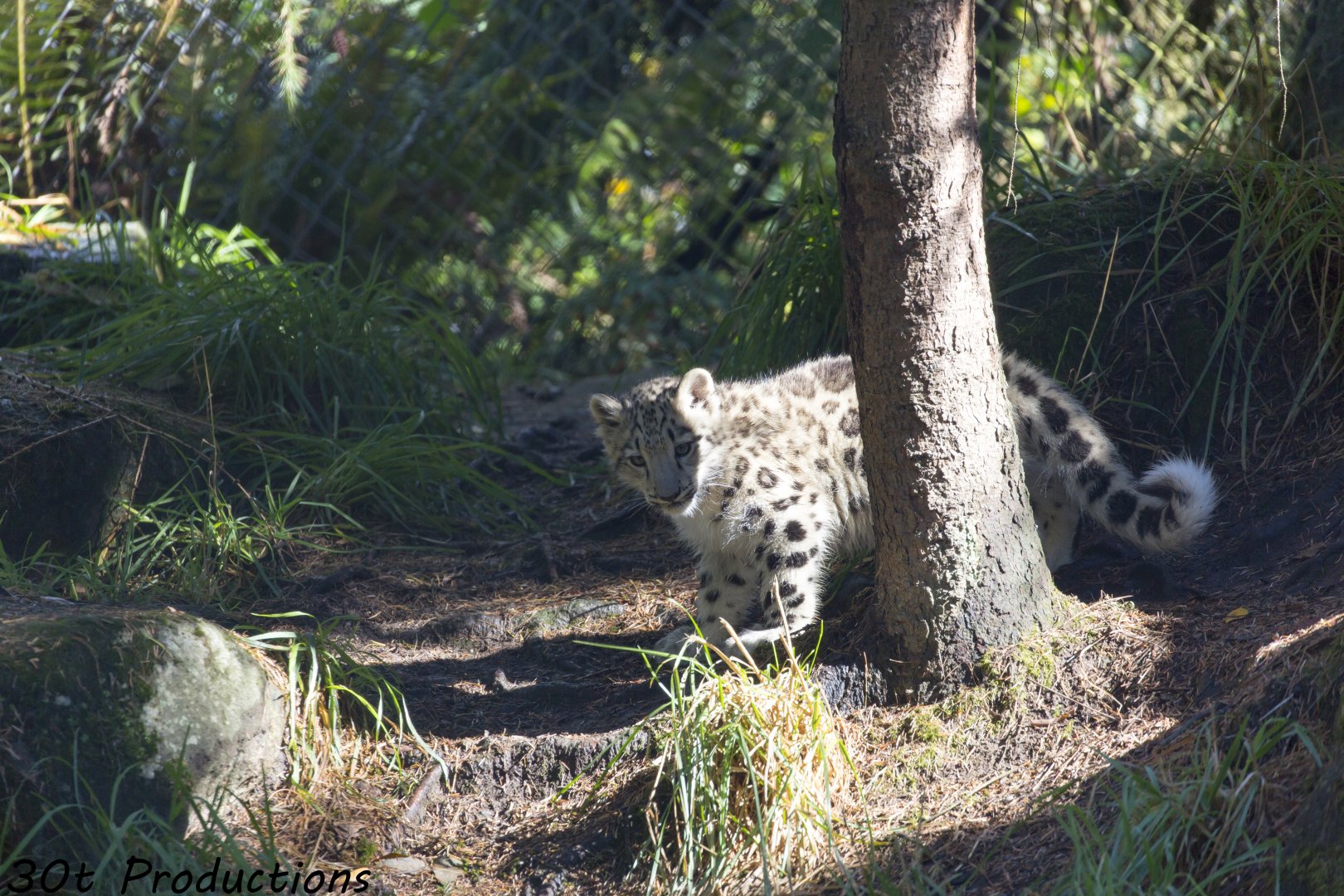 Snow Leopard cub