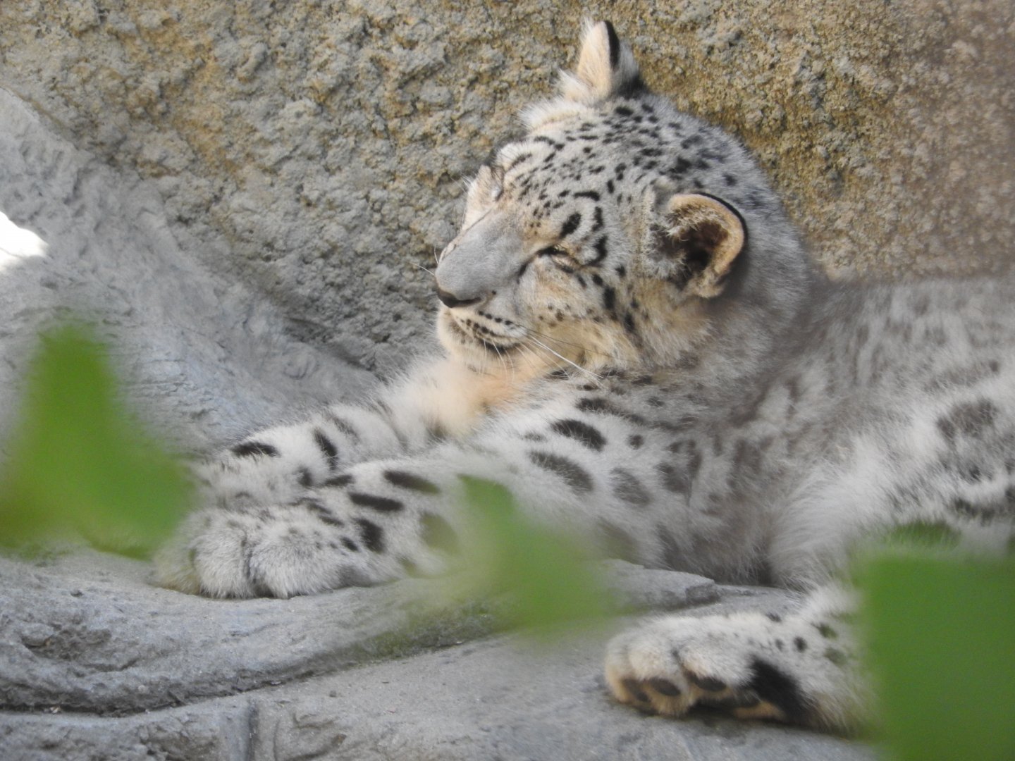 Snow Leopard cub