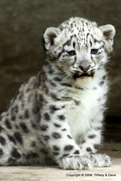 Snow Leopard Cub