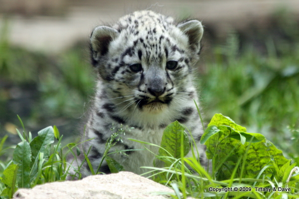 Snow Leopard Cub